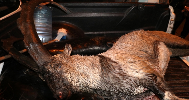 Koruma altındaki yaban keçisini avladılar