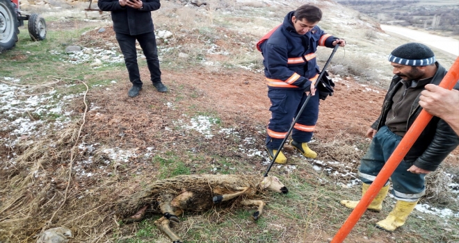 Fosseptik çukuruna düşen koyunu itfaiye kurtardı