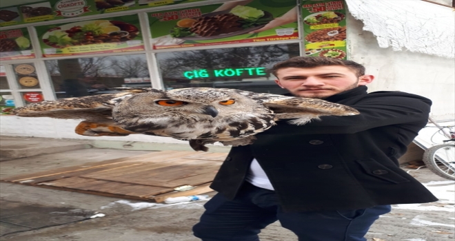 Donmak üzereyken bulunan baykuşa şefkat eli