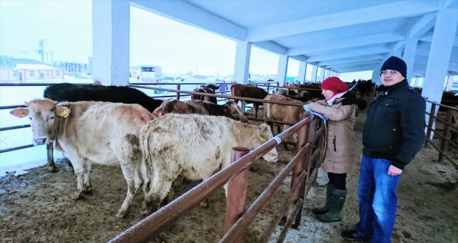 Bulanıkta 35 çiftçiye 175 büyükbaş hayvan dağıtıldı