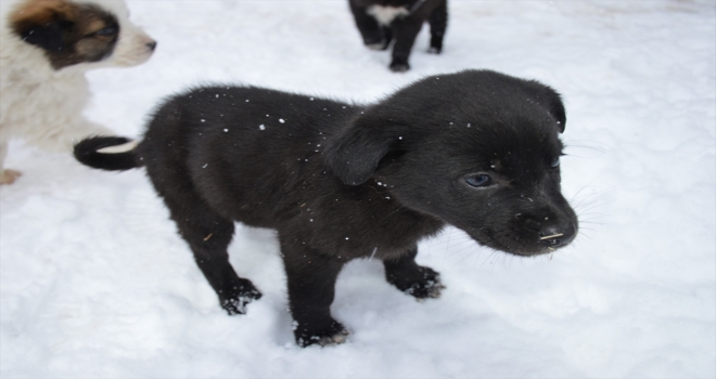 Donmak üzere olan köpek yavrularına evlerini açtılar 