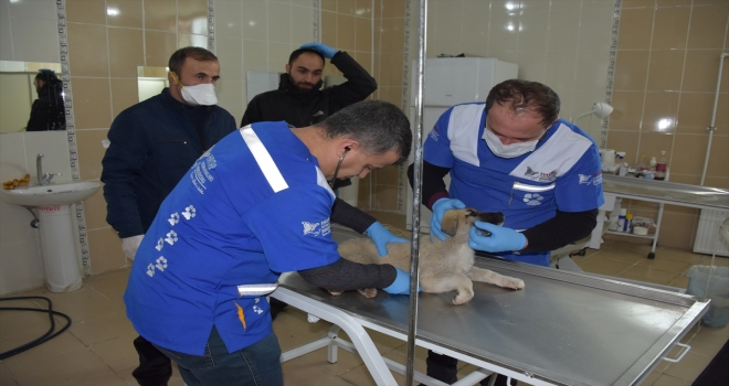 Hakkaride yaralı köpek tedaviye alındı