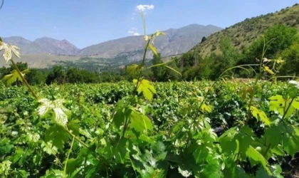 Üzüm bağlarında ölü kol hastalığı ile ilgili Mücadele