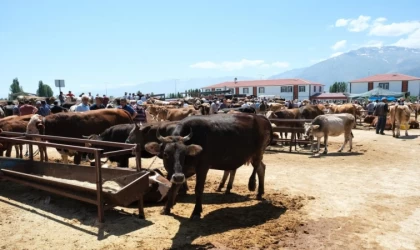 Kurbanlık alımlarında keneye dikkat