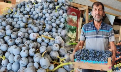 İlk Cimin Üzümü Hasadı Başladı