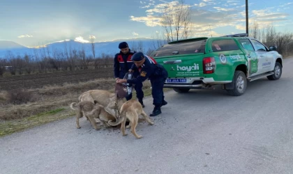 Sokak ve Yaban Hayvanları İçin Jandarma Doğaya Yem Bıraktı