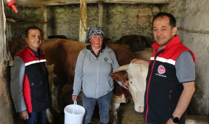 Gürcistanlı Nino, Erzincan tarımına renk katıyor…