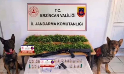 Uyuşturucu Operasyonunda 2.636 Kök Kenevir Ele Geçirildi