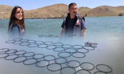 Tercan’da kafeslerde balık üretimi sürüyor…