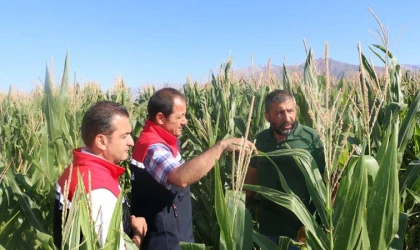 Erzincan’da silajlık mısır yetiştiriciliği artıyor…