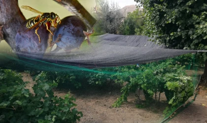 Bağcılar Yaban Arılarına Karşı Harekete Geçti