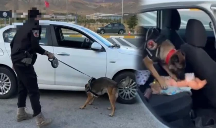 49 Bin 500 Kullanımlık Bonzai Ele Geçirildi