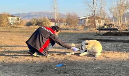 Erzincan’da Sokak Köpeklerine Kuduz Aşısı