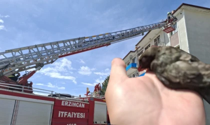Çatı ipine takılan kuş, itfaiye ekipleri tarafından kurtarıldı.