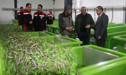 Erzincan’da Dev Alabalık Yatırımı: Üretim Başladı