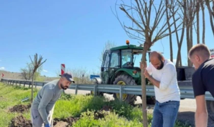 Kemah Belediyesinden Ağaçlandırma Çalışması