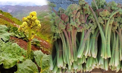Munzur Dağları’nın Şifalı Lezzeti: Işkın Otu Tezgâhlardaki Yerini Aldı