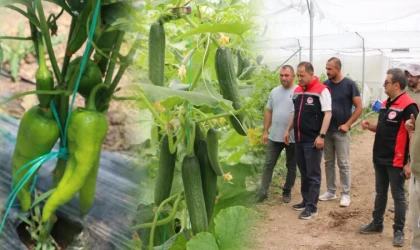 Erzincan’da Seracılık Yatırımları Üretime Güç Katıyor