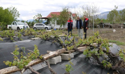 İl Müdürü Koçaker, Cimin Üzümü Üreticilerini Ziyaret Etti