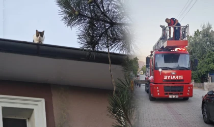 İtfaiye Ekipleri Çatıda Mahsur Kalan Kediyi Kurtardı