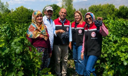 Üzümlü'de Üzüm Hasadı Başladı
