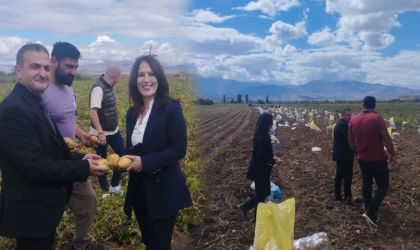 Tercan’da Kışlık Patates Hasadı Başladı