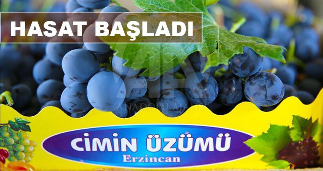 CİMİN ÜZÜMÜNDE HASAT BAŞLADI